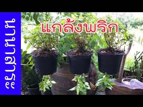 ปลูกพริกกลับหัว!! ยิงปืนนัดเดียว ได้นก 2 ตัว | เกษตรกรชาวบ้าน