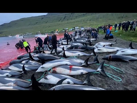 Slaughter of dolphins on Faroes could revive debate