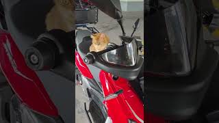 Ride with Choco from the Vet #travelshorts #cats