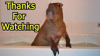 Capybara Bathtime Is Over