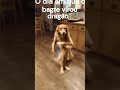 O DIA EM QUE O BAGRE VIROU DRAGÃO #musica #music #ia #remix