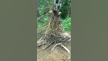 The excavation process of tree roots! #Digging the roots forward#Decompression#Original#Hotspots in