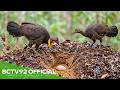 A Monitor Lizard Tried to Steal Brush-Turkey Eggs... Then This Happened | From Egg to Survivor