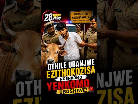 Othile Ubanjwe Ezithokozisa Ngenkomo Yenkomo | News 28