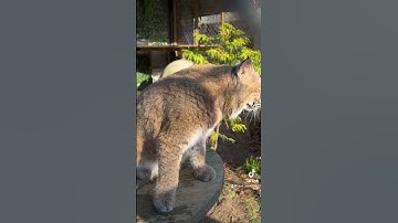 The most beautiful rescued bobcat in the whole world #shorts #cats