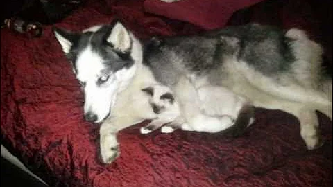 Video 1277051: female siberian, birman kittens, male kitten