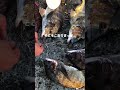 西宮ケーソン　チヌとコショウダイ(9/16動画フィッシングマックス芦屋店)
