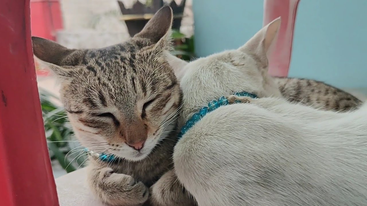 Cute cats sleeping 😻 | new cat video | cute cat video 