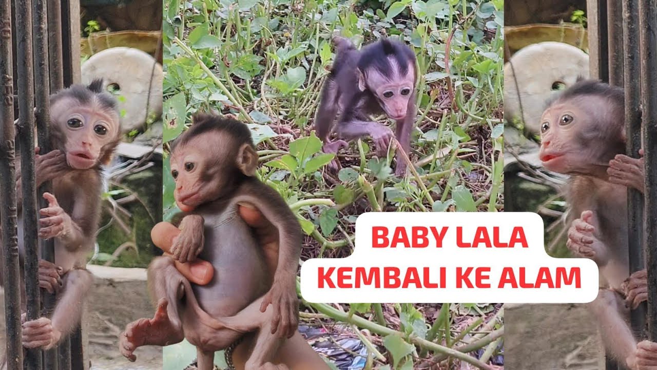MELEPASKAN BAYI MONYET KE KEBUN ‼️ - salam lestari -