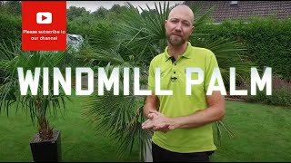 All you need to know about a Windmill palm