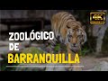 Zoológico de Barranquilla 2022 -Walking Tour Barranquilla 4k 🇨🇴