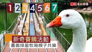 新奇「賽鵝」活動！嘉義綠盈牧場親子共樂 