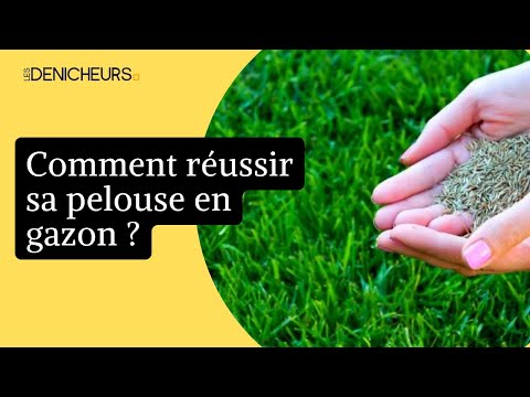 Vidéo: Faut-il arroser le gazon après l'avoir posé ?