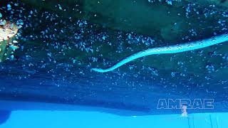 Swimming Burmese Python at Twins