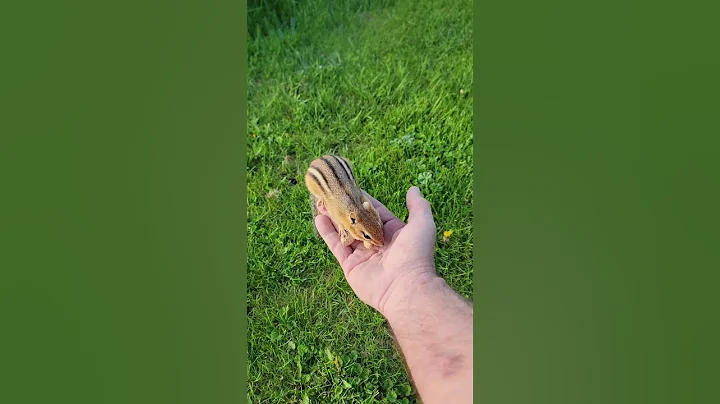 GOOFY ACTED NORMAL TODAY #chipmunk #goofy #friendly #funny #cute #wildlife #squirrel