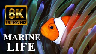 Secrets of Coral Reefs Marine Life 8K Ultra HD