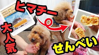 トイプードルにヒマラヤチーズスティックせんべいをあげてみた【犬用チーズスティック】【ムギカル】#67