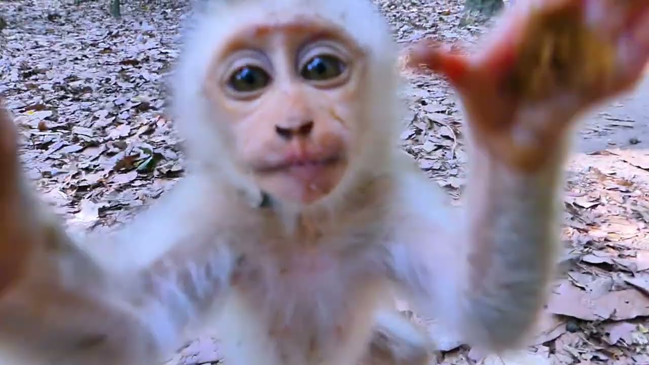 Adorable Baby Lily monkey talking to the camera and lip-smacking!