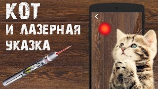 Кот играет с лазерной указкой (Cat plays with laser pointer) Кот играет с лазерной указкой (Cat plays with laser pointer)