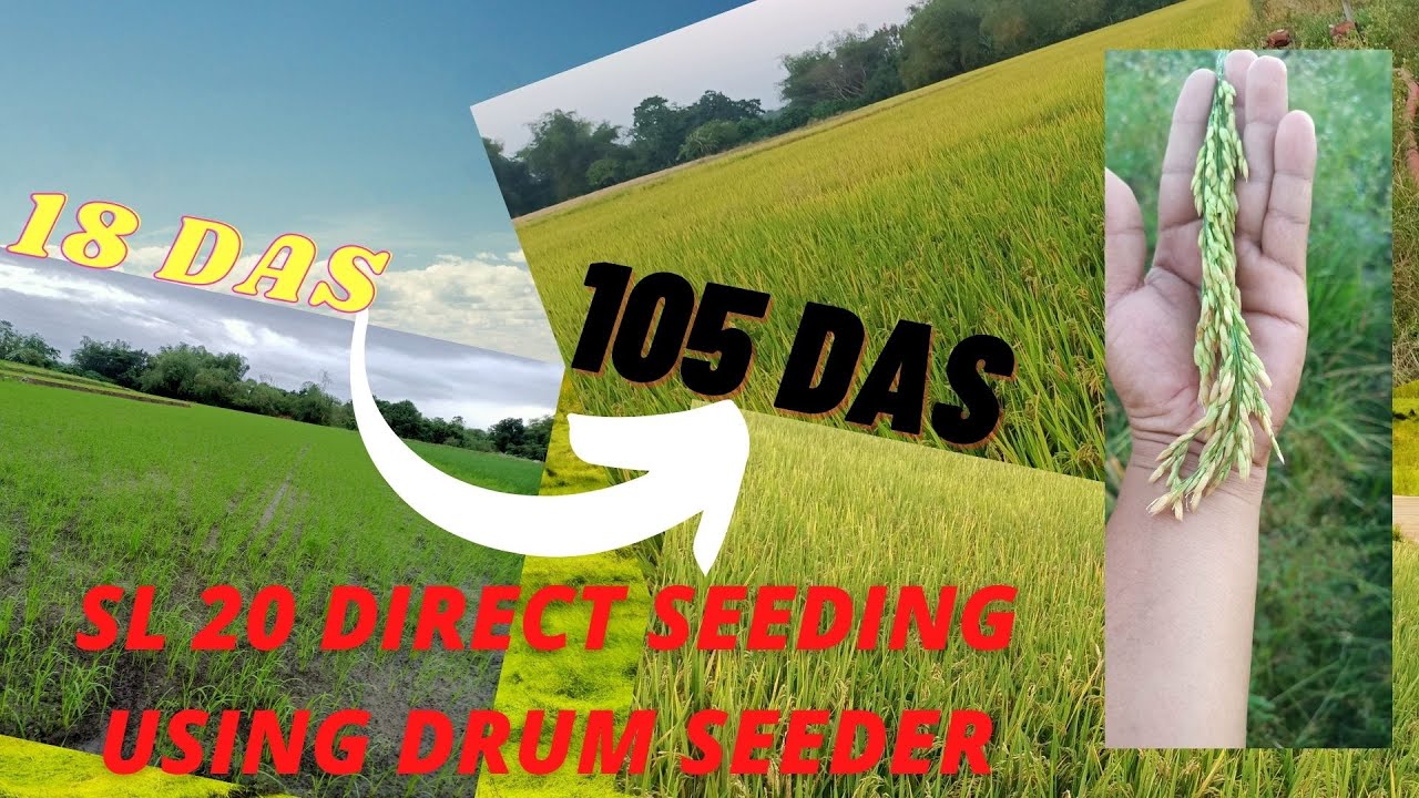 My SL20 Hybrid Rice: 105 DAS, Using drumseeder - YouTube