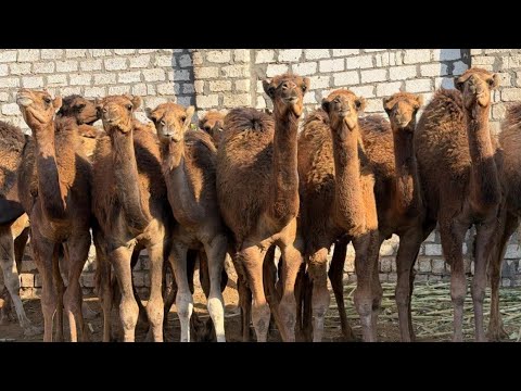 طول ما انت ماشي هتقابل مواشي