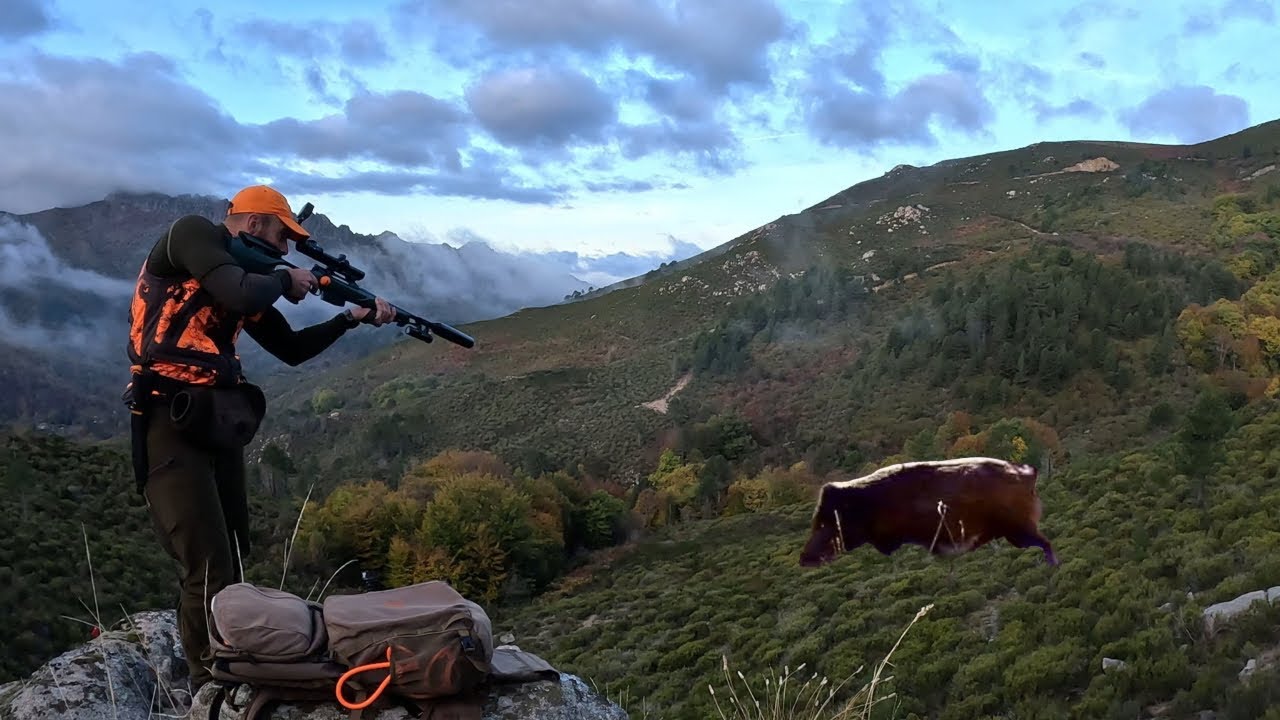 Tirs de 6 sangliers en battue 💥 dont 3 au même poste ! Chasse en Corse 