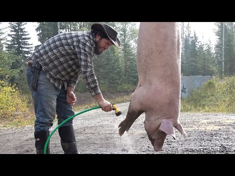 Farm to Table: Killing and Butchering a Pig at home