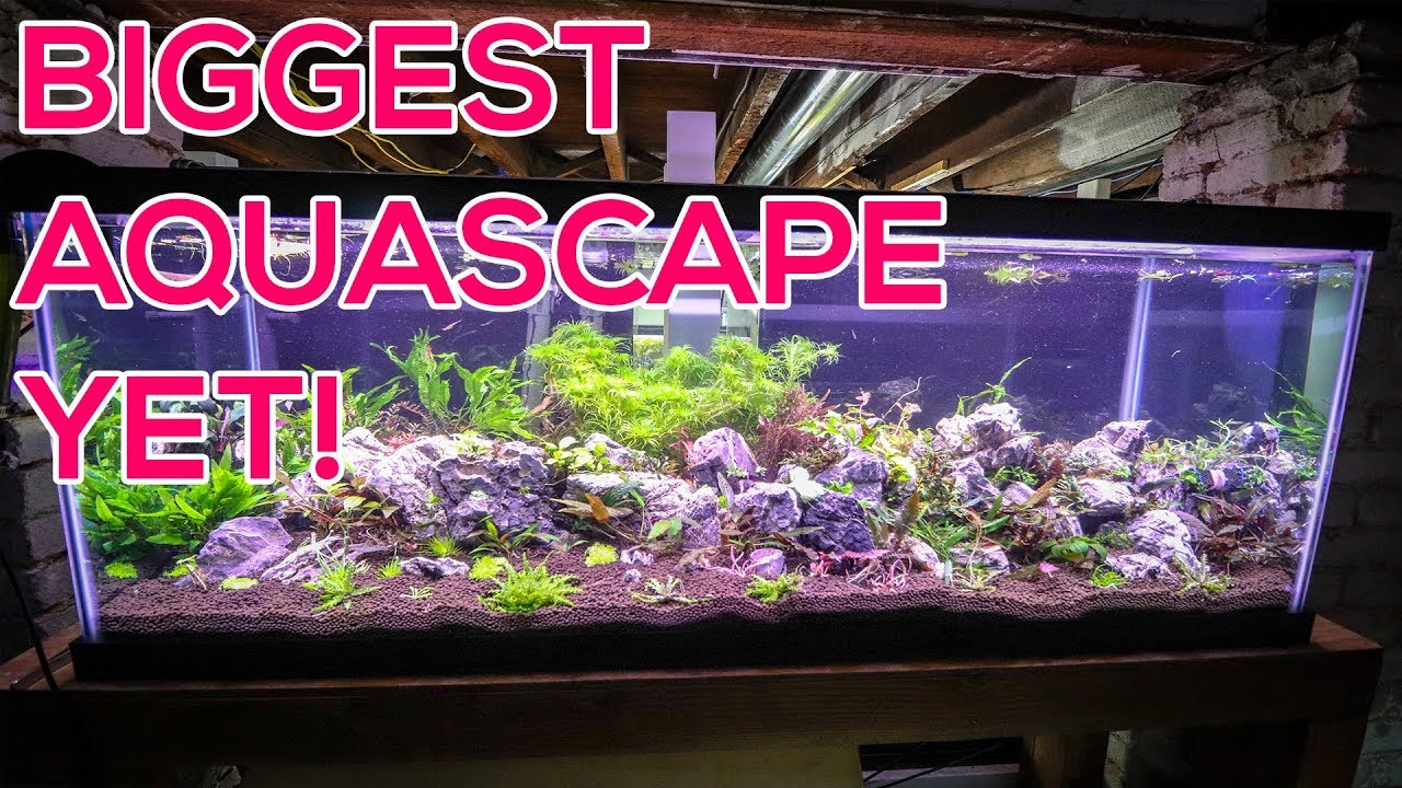 best fish for 75 gallon freshwater aquarium