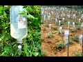 Plastic Bottle Drip Water Irrigation System Very Simple Easy ll DIY home drip irrigation system