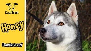 dogs trust honey