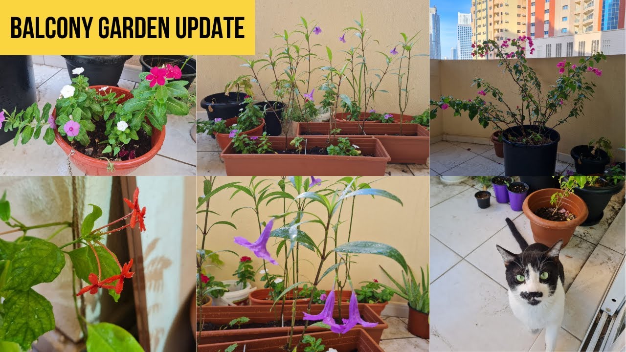 Balcony Garden Update | Gardening Vlog