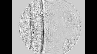 Scientists film shock waves in diamond