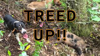 Treed up!