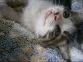 【追悼】元野良子猫龍（リョウ）の思い出の映像特集Former stray kitten suddenly died of illness【いなか猫１８５２】japanese funny cat