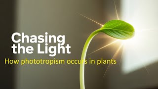Chasing the light How phototropism occurs in plants