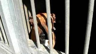 Rudy - Amstaff Do Adopcji