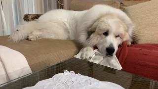 【ルンルンの裏庭】ノーカット版：カメラが気になって眠れないアラン