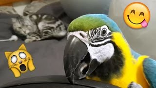 Parrot Annoys Cat - Diego's 'How To Win Friends'  (Ara Ararauna & kocour)😻🙈😆😇