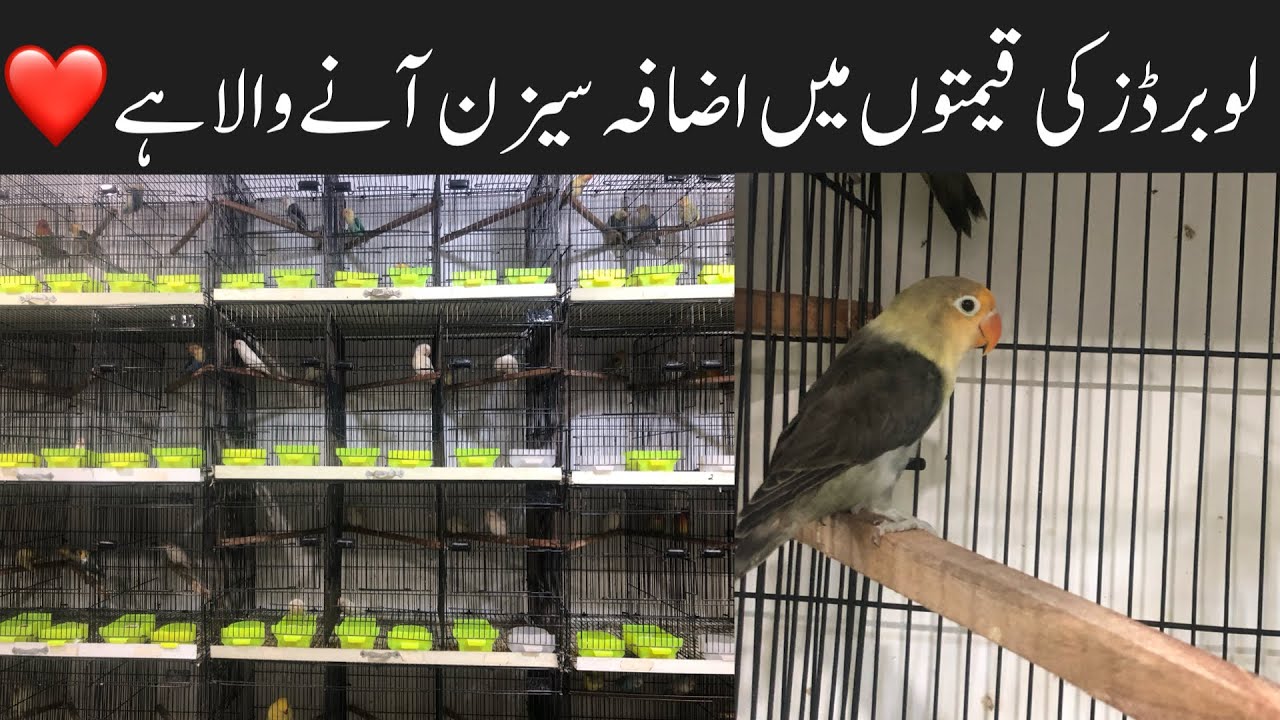 College Road Birds Market Rawalpindi love Birds Leatest Price Top 5