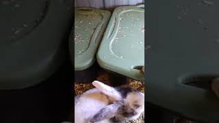 colony raising update!