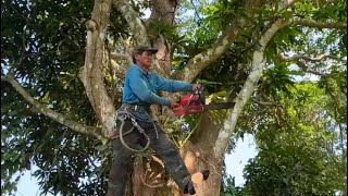 Download Lagu chú tính leo cắt nhánh hạ hai cây xoài quành hai trăm tư #Bangcuacay MP3