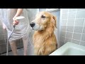 お風呂がイヤすぎて悟りを開いた愛犬がこちらです。