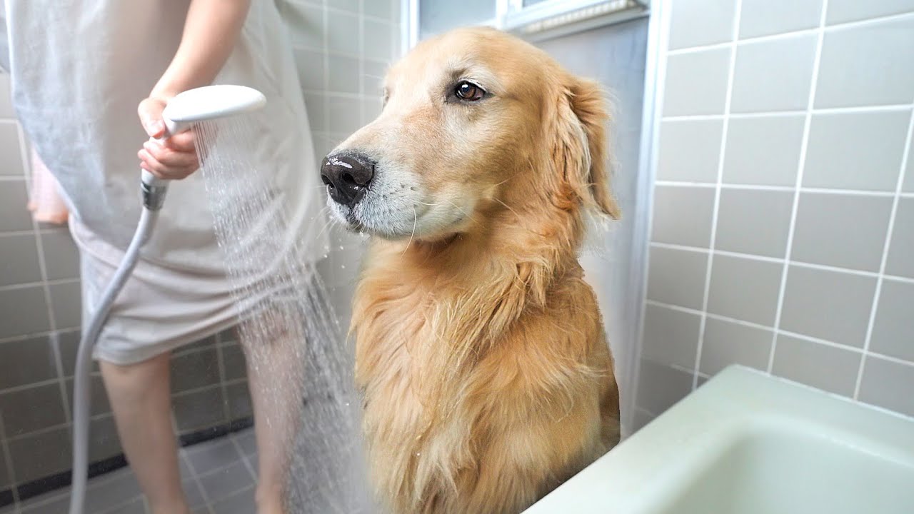 お風呂がイヤすぎて悟りを開いた愛犬がこちらです。