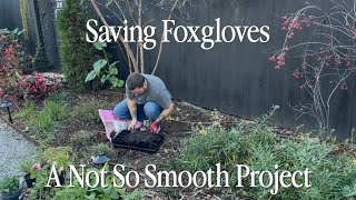 Download Lagu Greenhouse Shelves Update \u0026 Saving Some Volunteer Foxgloves  || Visit Our Garden MP3