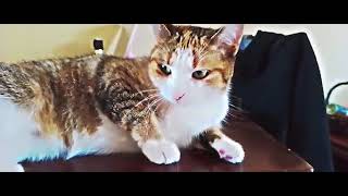 Horrendous Twister 2024 Short Film