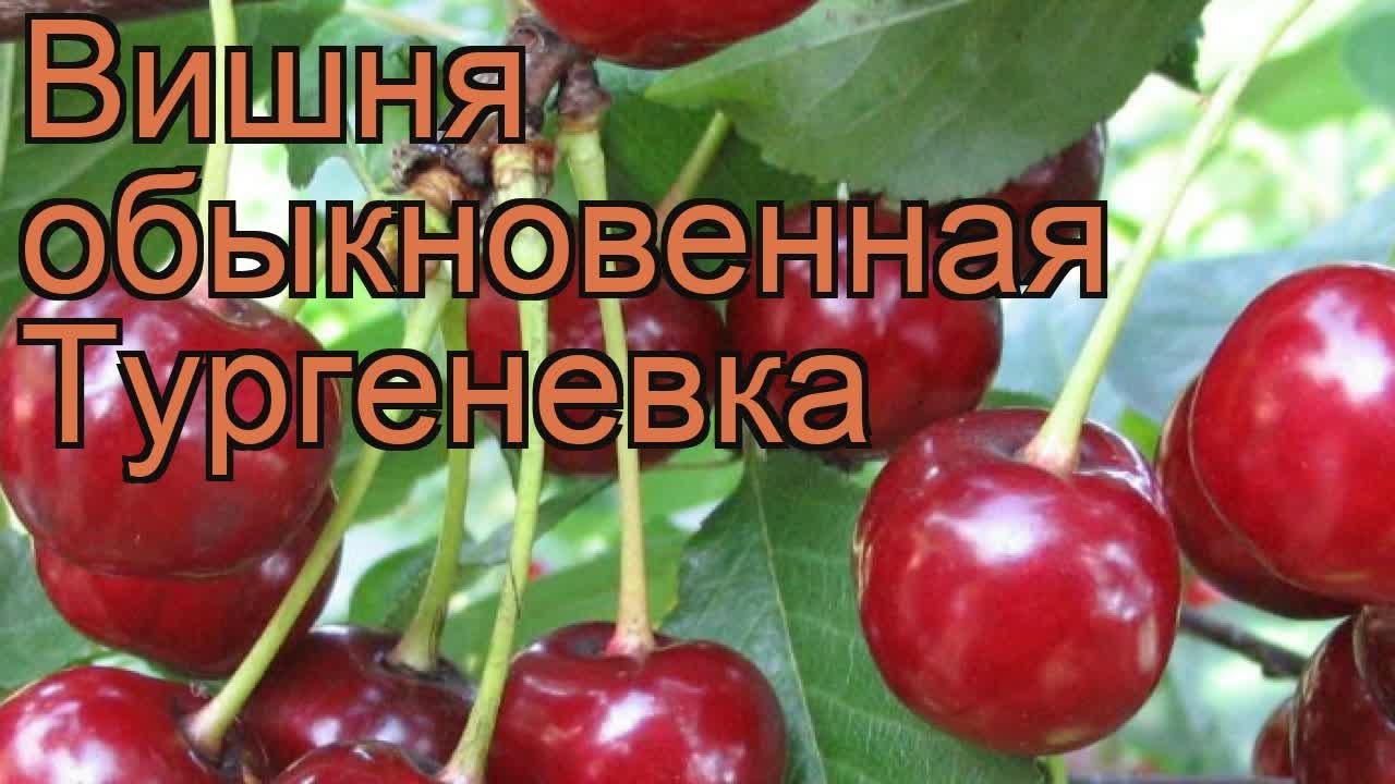 Сорт созвездие