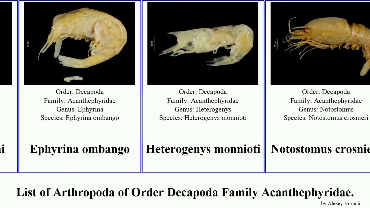 List of Arthropoda of Order Decapoda Family Acanthephyridae. notostomus acanthephyra elegans Dan