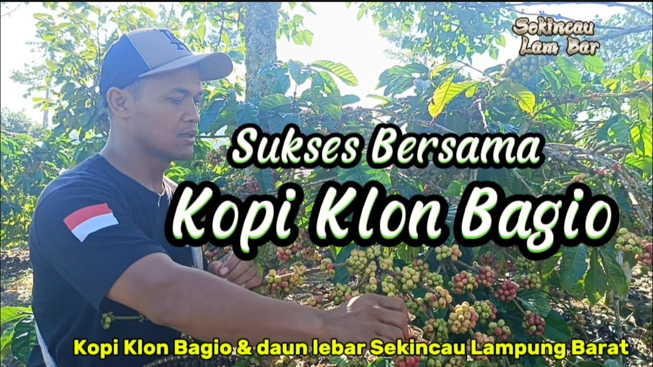 Kopi Klon Bagio & Daun Lebar