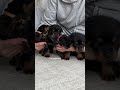 Puppies All The Time