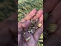गेहूं की फसल हो गई तैयार #agriculture #apsinghsaini #farming